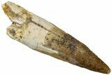 Fossil Spinosaurus Tooth - Real Dinosaur Tooth #310847-1